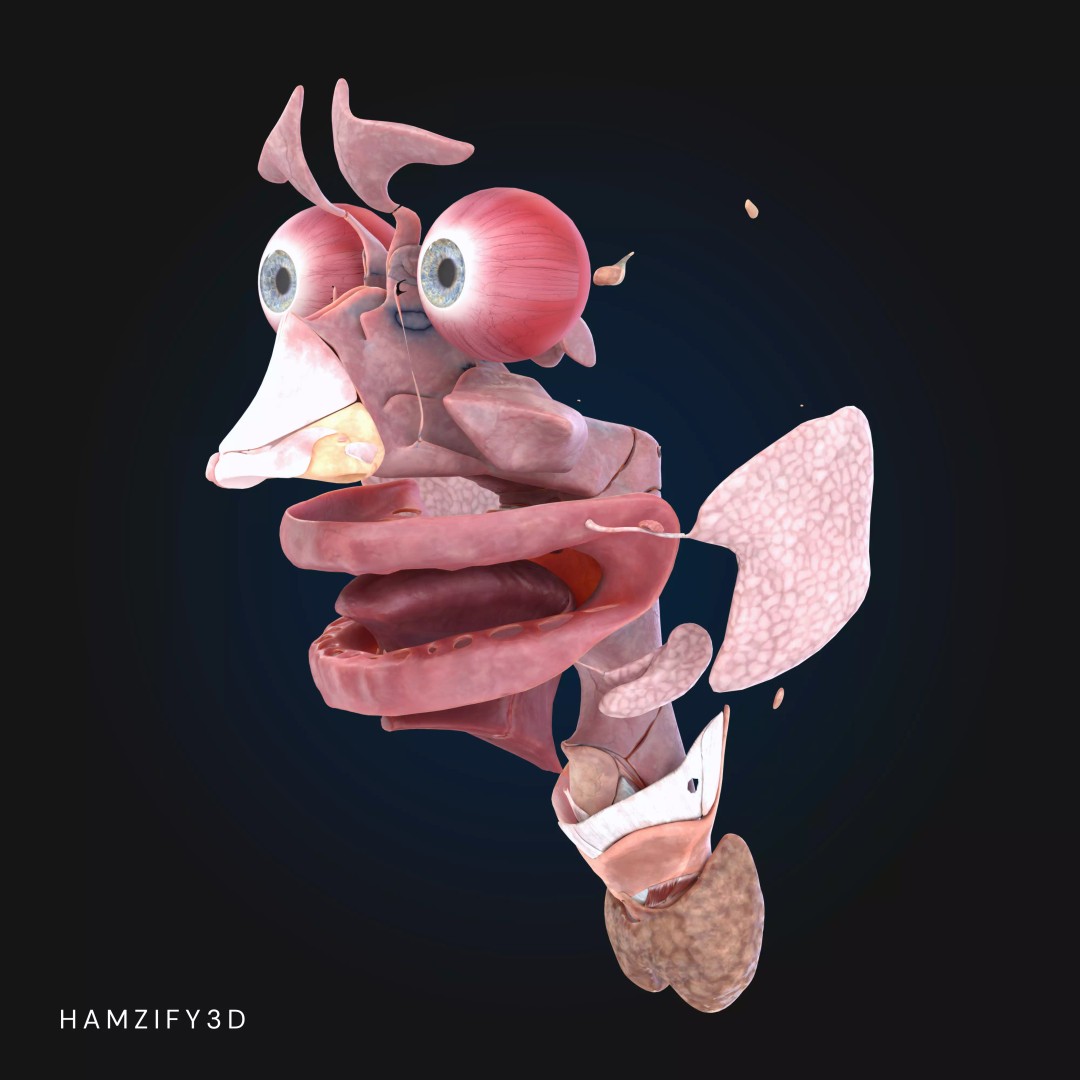 Full Male Anatomy 3D Model – Anatomically Accurate Rigged Asset, Blender & FBX - View 9