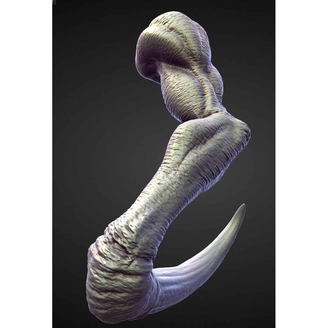 High Poly Arms 3D Model – Fantasy Character Sculpt Pack, Blender & OBJ - View 20