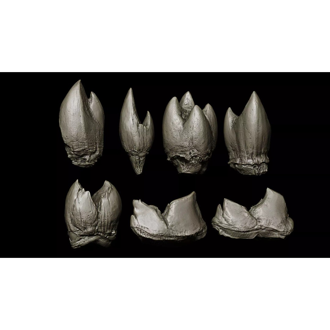 Ultimate Teeth 3D Model – High Poly Sculpts for Character Design, OBJ & Zbrush - View 10