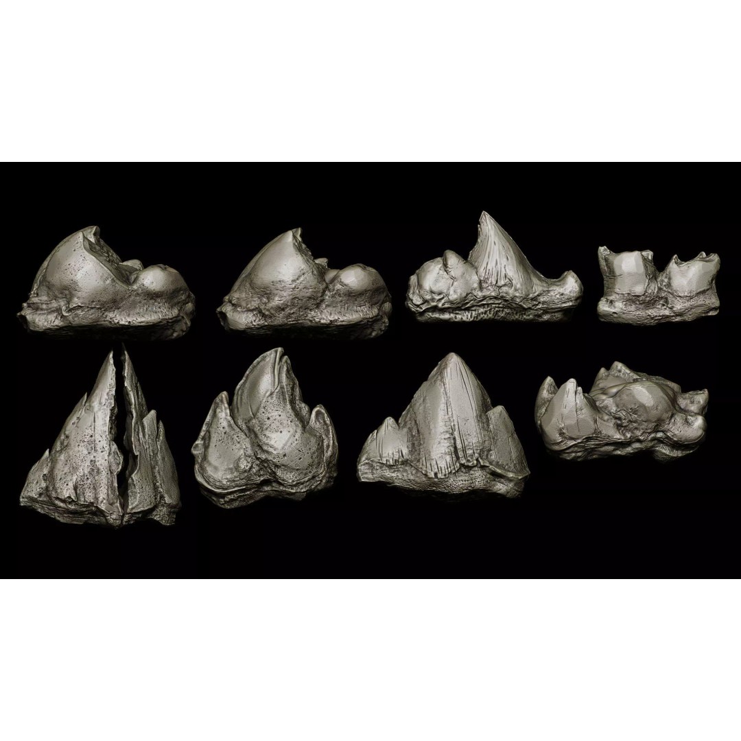 Ultimate Teeth 3D Model – High Poly Sculpts for Character Design, OBJ & Zbrush - View 17