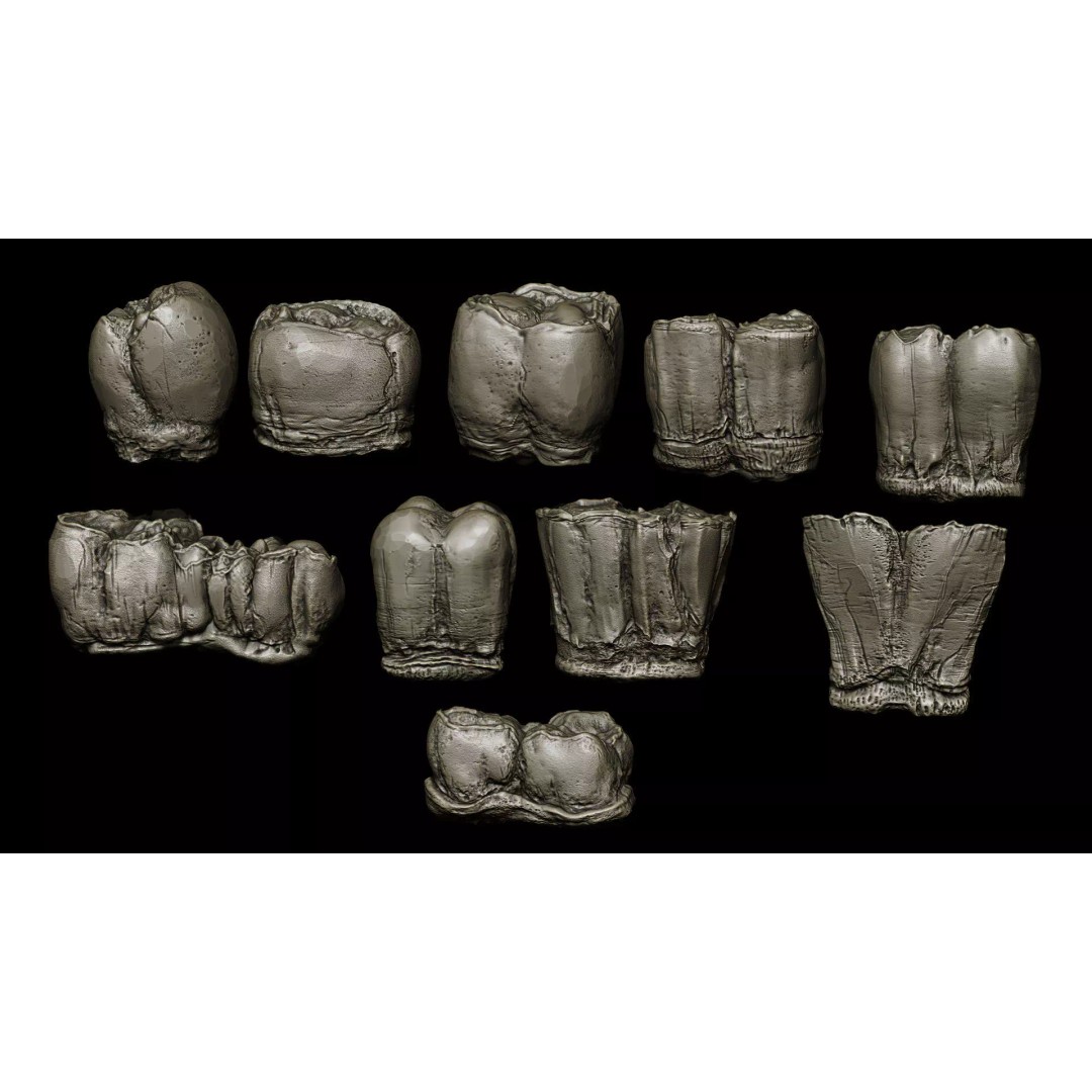 Ultimate Teeth 3D Model – High Poly Sculpts for Character Design, OBJ & Zbrush - View 21