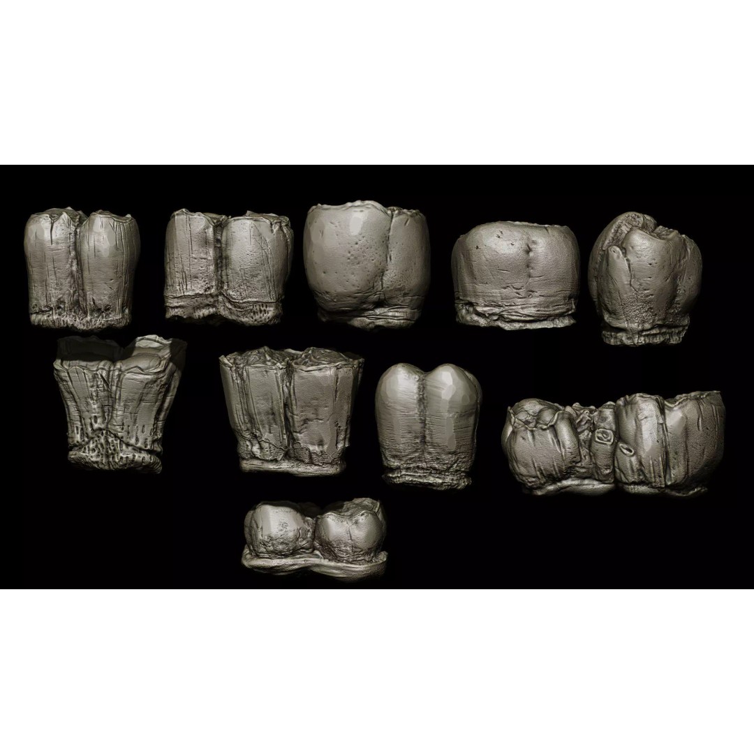 Ultimate Teeth 3D Model – High Poly Sculpts for Character Design, OBJ & Zbrush - View 22