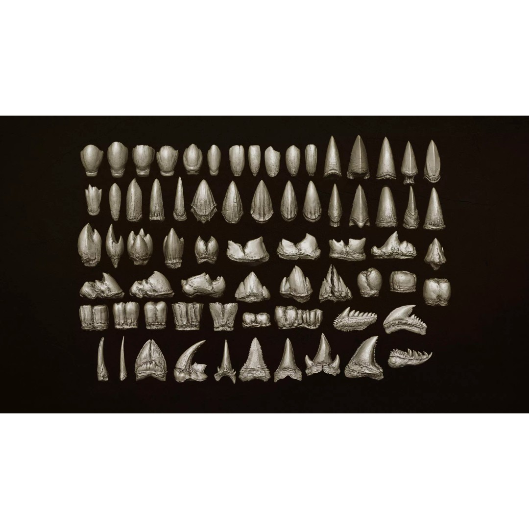 Ultimate Teeth 3D Model – High Poly Sculpts for Character Design, OBJ & Zbrush - View 4