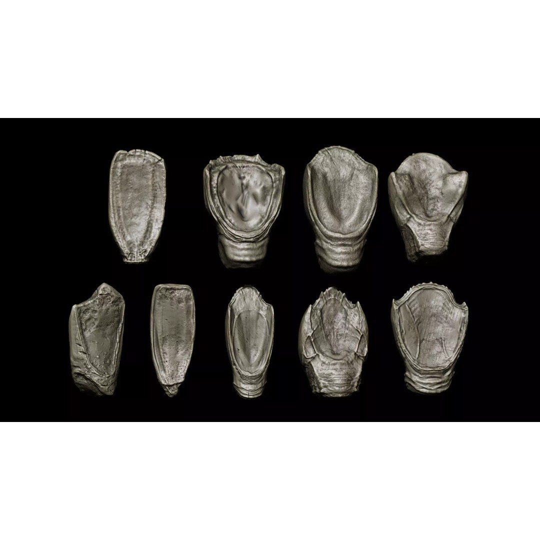 Ultimate Teeth 3D Model – High Poly Sculpts for Character Design, OBJ & Zbrush - View 7