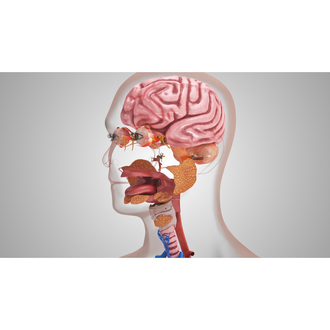 Complete Human Organs 3D Model – Low Poly Anatomical Asset, FBX, OBJ - View 10
