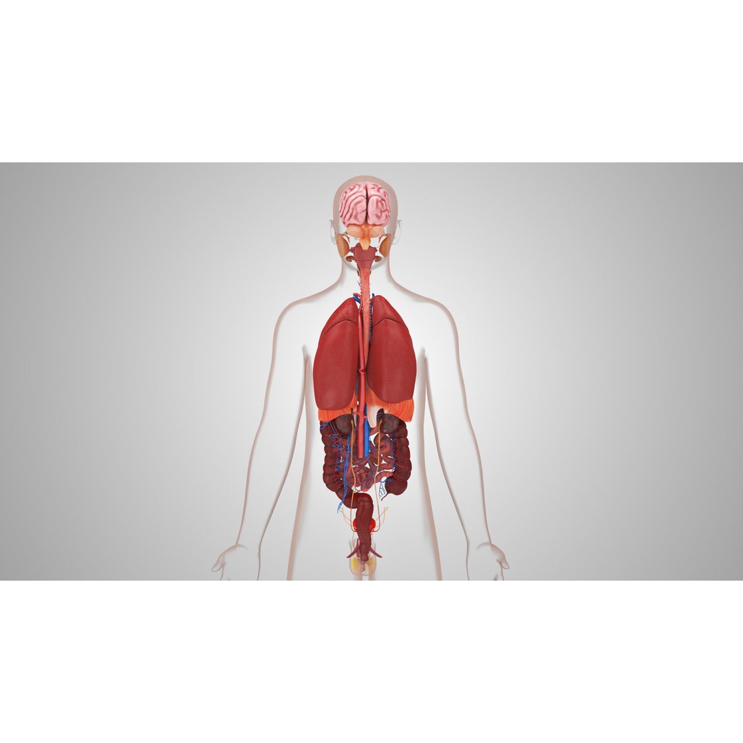 Complete Human Organs 3D Model – Low Poly Anatomical Asset, FBX, OBJ - View 11