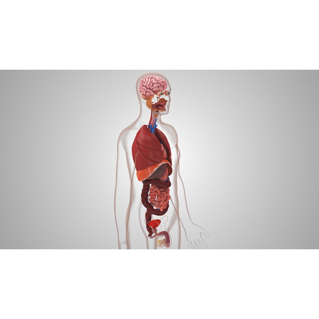 Complete Human Organs 3D Model – Low Poly Anatomical Asset, FBX, OBJ - View 12