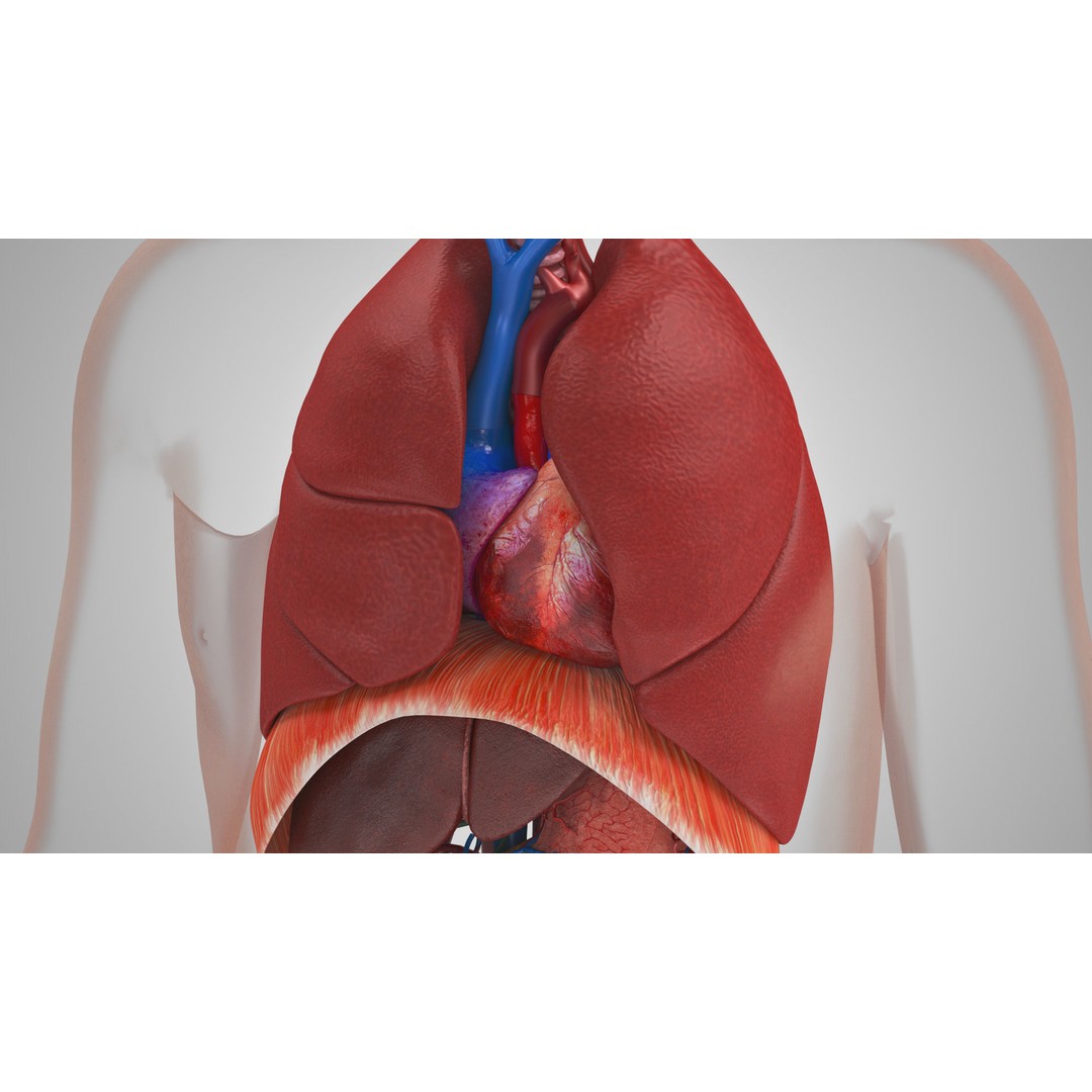Complete Human Organs 3D Model – Low Poly Anatomical Asset, FBX, OBJ - View 13
