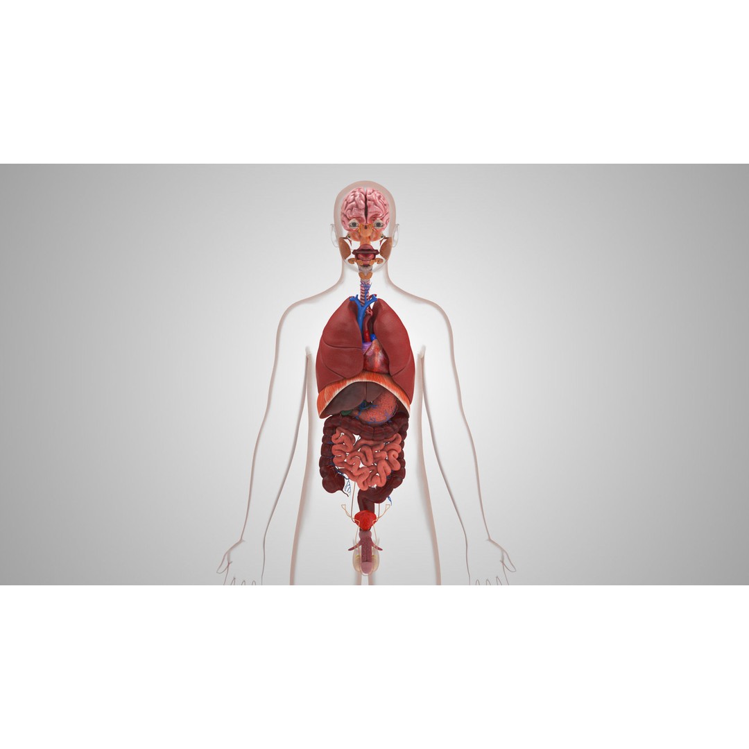 Complete Human Organs 3D Model – Low Poly Anatomical Asset, FBX, OBJ - View 14