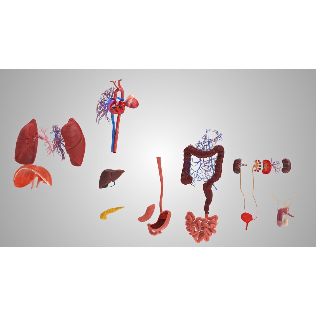 Complete Human Organs 3D Model – Low Poly Anatomical Asset, FBX, OBJ - View 15