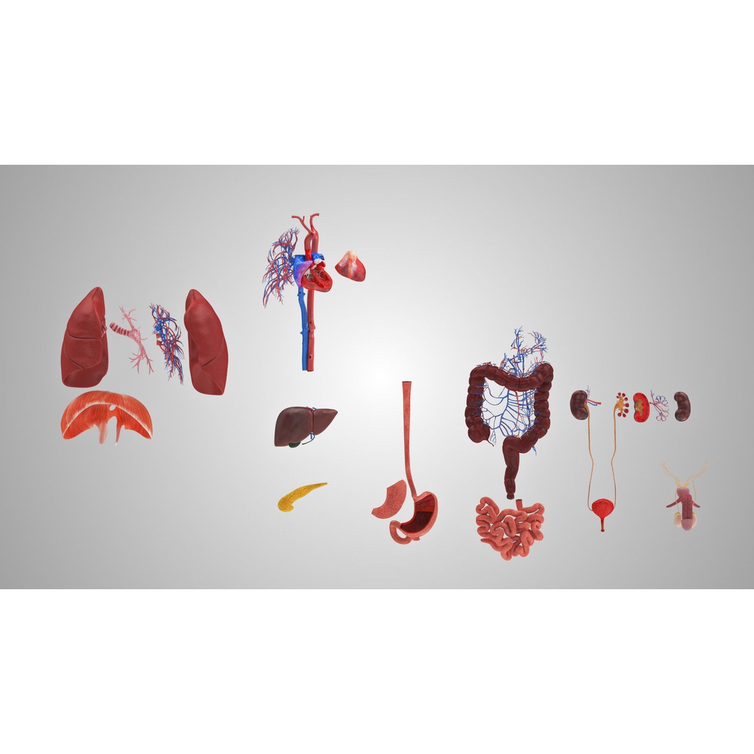 Complete Human Organs 3D Model – Low Poly Anatomical Asset, FBX, OBJ - View 16