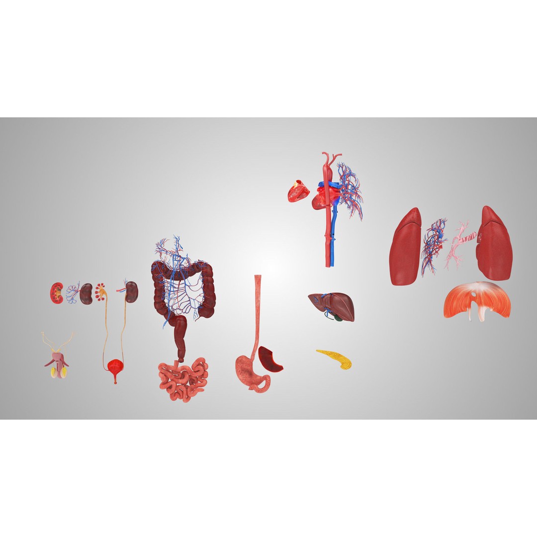 Complete Human Organs 3D Model – Low Poly Anatomical Asset, FBX, OBJ - View 17
