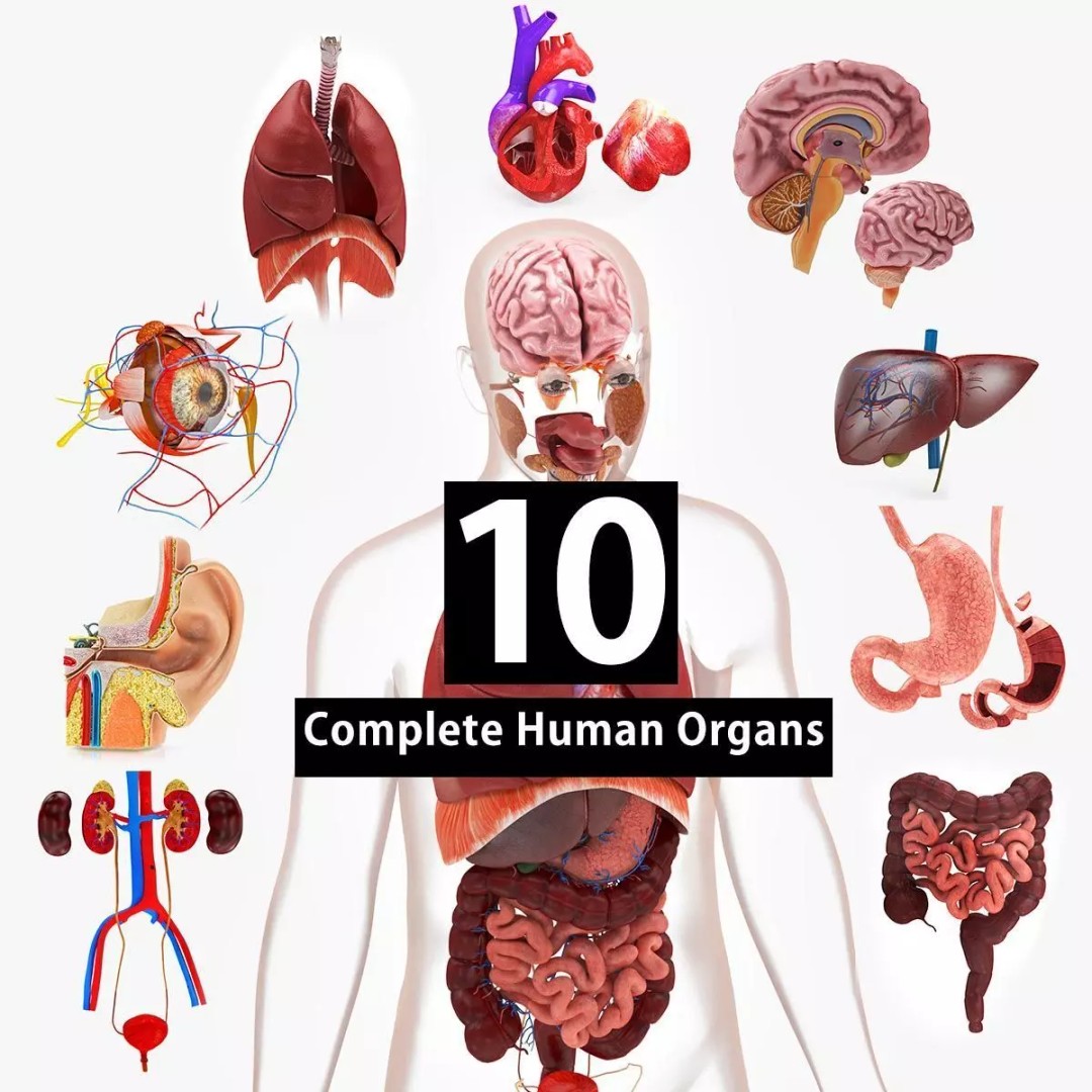 Complete Human Organs 3D Model – Low Poly Anatomical Asset, FBX, OBJ - View 2