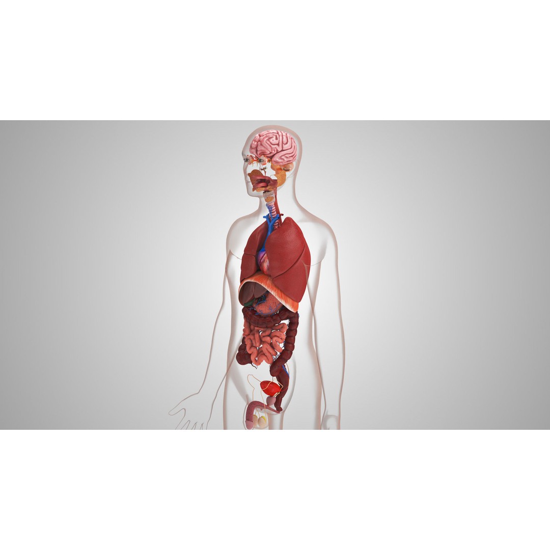 Complete Human Organs 3D Model – Low Poly Anatomical Asset, FBX, OBJ - View 3