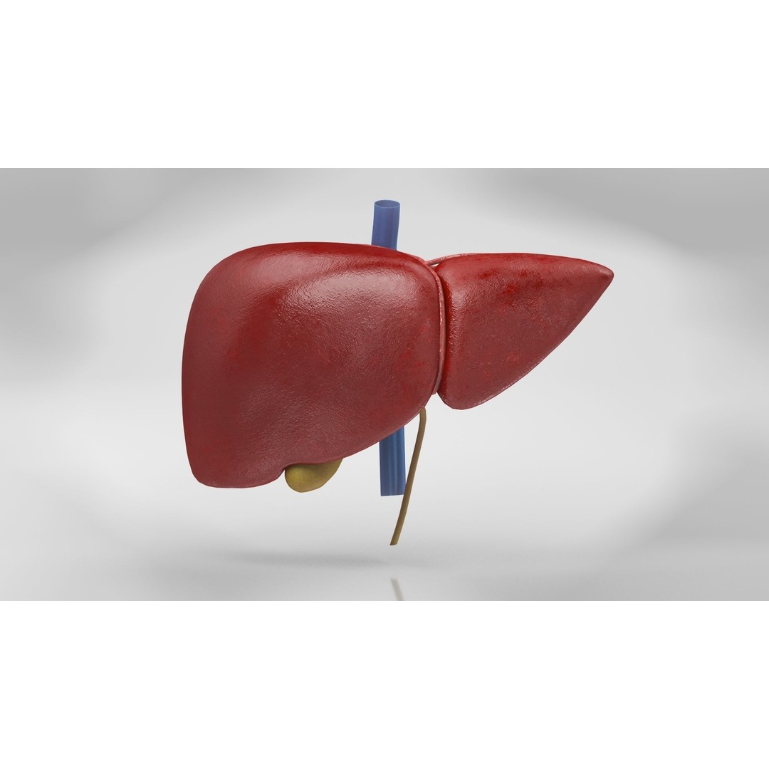Complete Human Organs 3D Model – Low Poly Anatomical Asset, FBX, OBJ - View 37