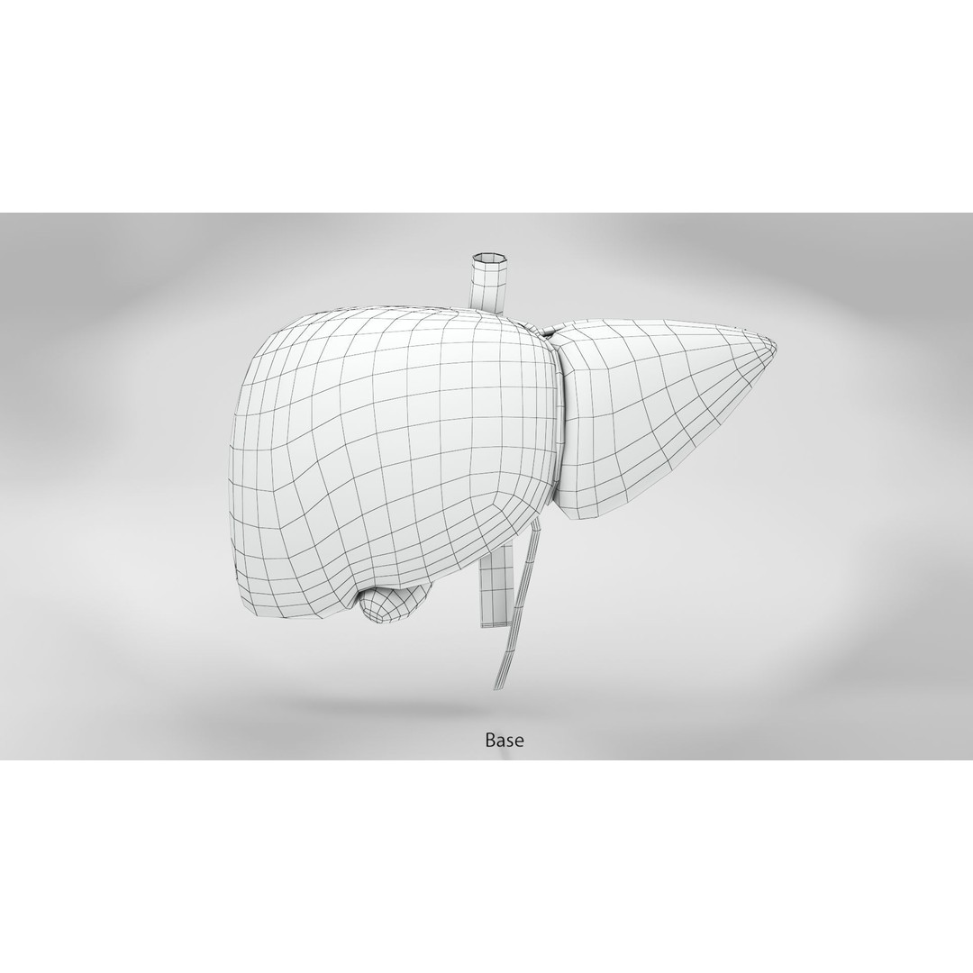 Complete Human Organs 3D Model – Low Poly Anatomical Asset, FBX, OBJ - View 39
