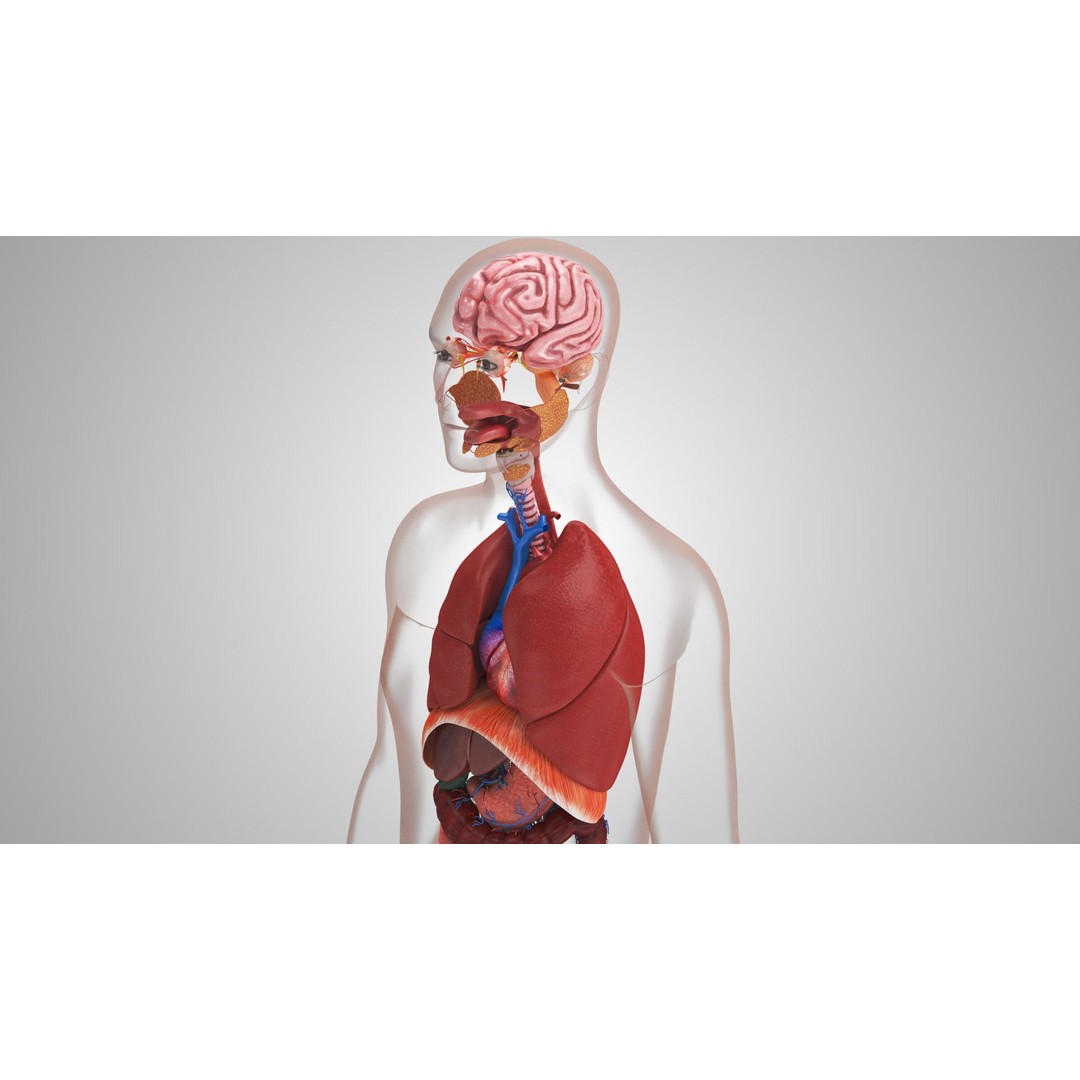 Complete Human Organs 3D Model – Low Poly Anatomical Asset, FBX, OBJ - View 4