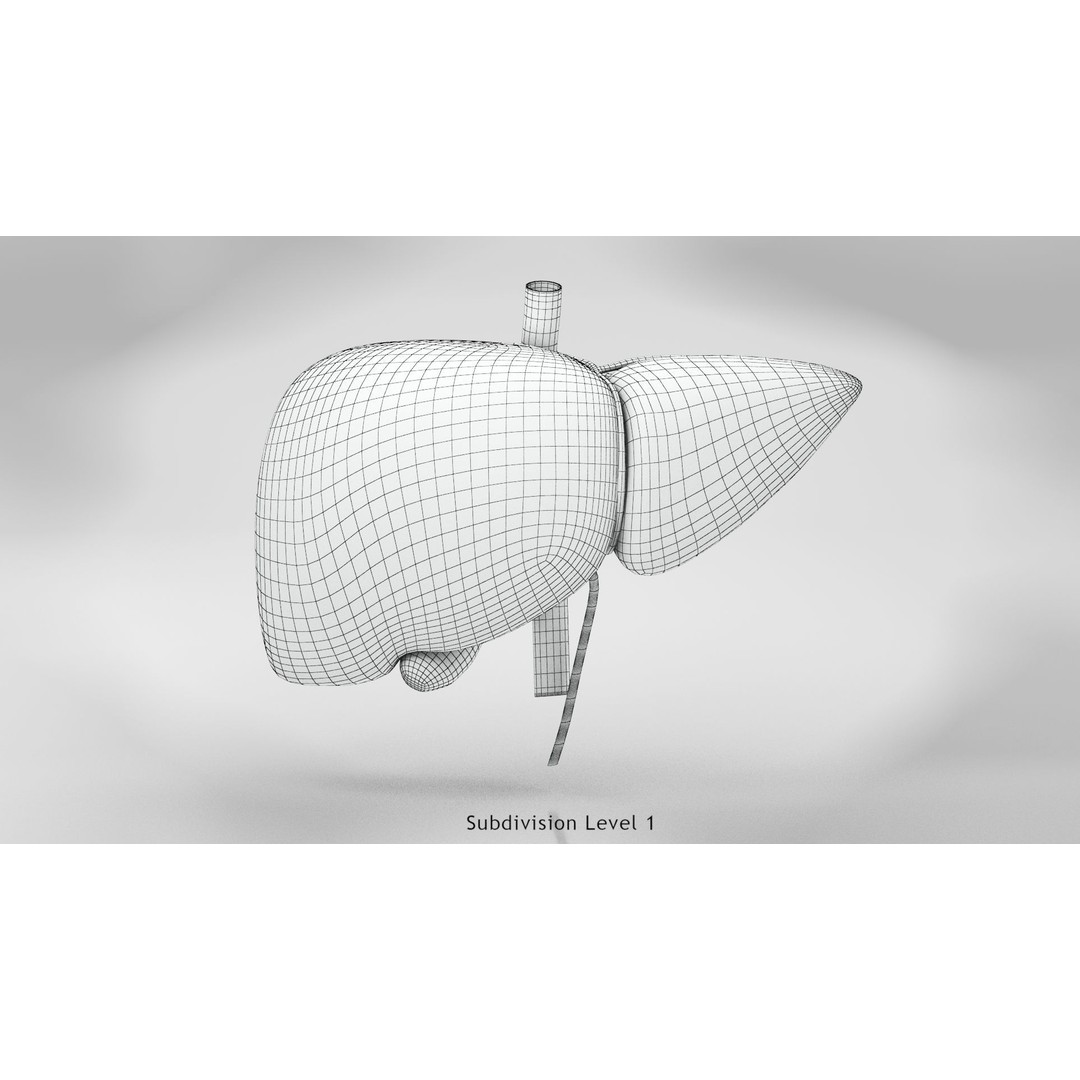 Complete Human Organs 3D Model – Low Poly Anatomical Asset, FBX, OBJ - View 40