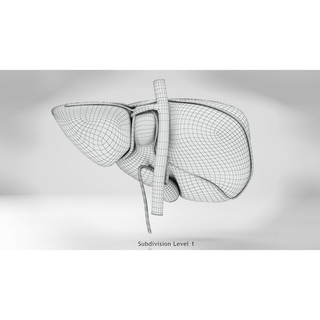Complete Human Organs 3D Model – Low Poly Anatomical Asset, FBX, OBJ - View 42