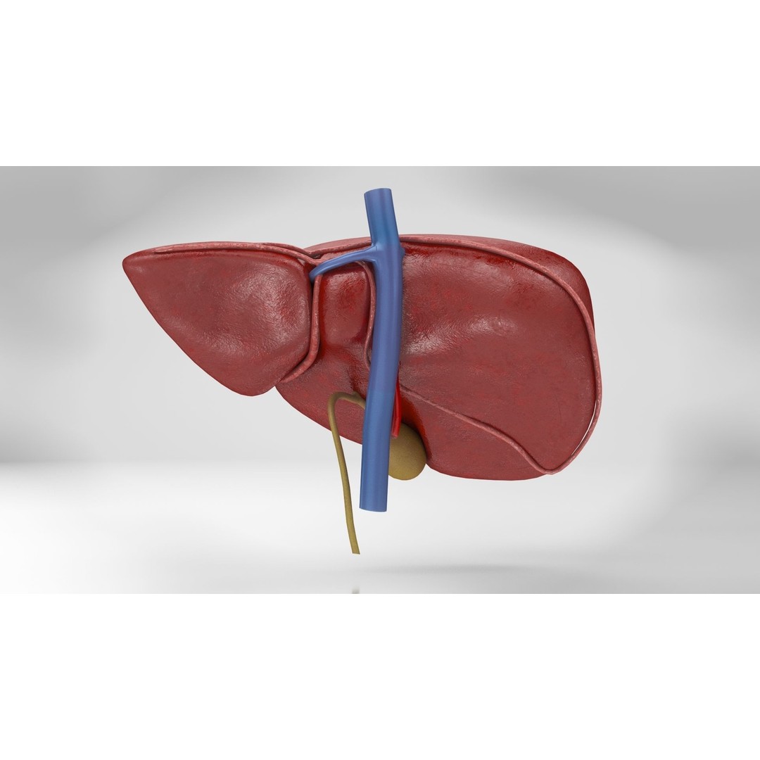 Complete Human Organs 3D Model – Low Poly Anatomical Asset, FBX, OBJ - View 43