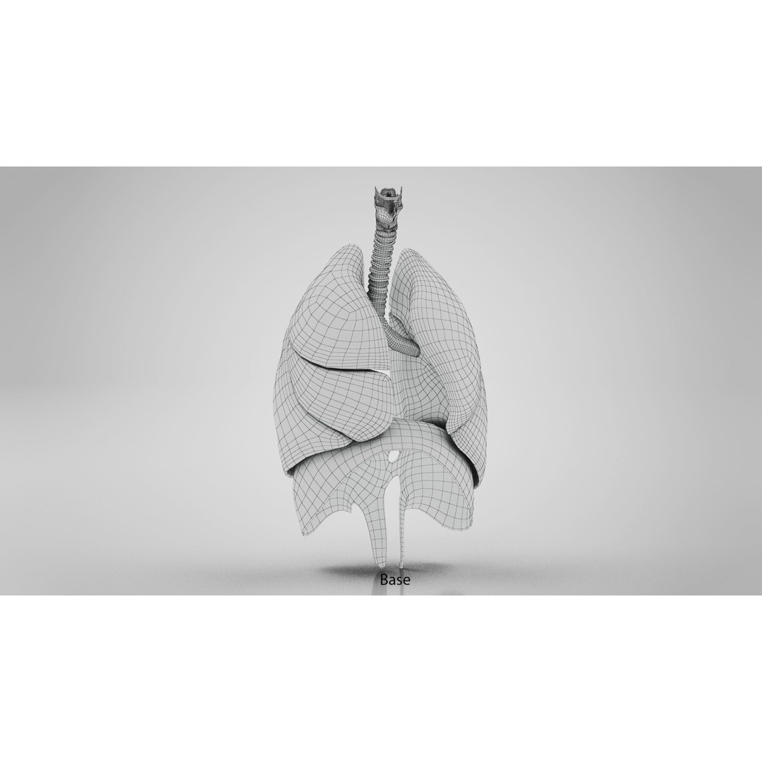 Complete Human Organs 3D Model – Low Poly Anatomical Asset, FBX, OBJ - View 44