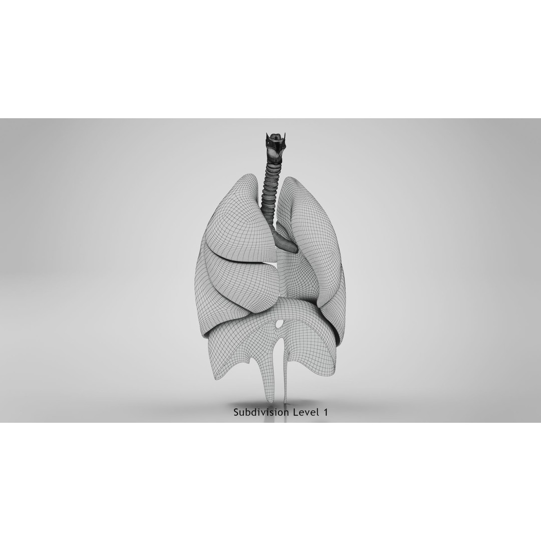 Complete Human Organs 3D Model – Low Poly Anatomical Asset, FBX, OBJ - View 45