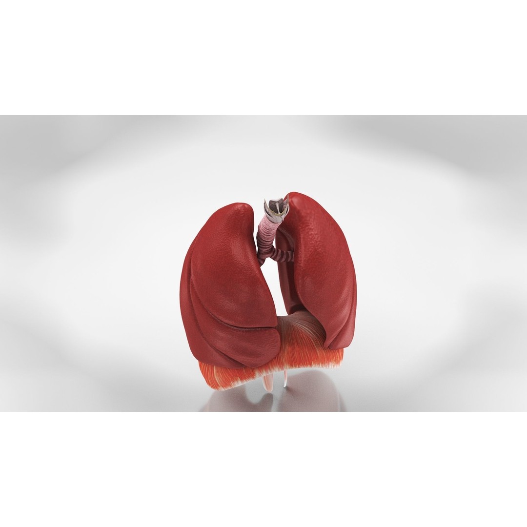 Complete Human Organs 3D Model – Low Poly Anatomical Asset, FBX, OBJ - View 47