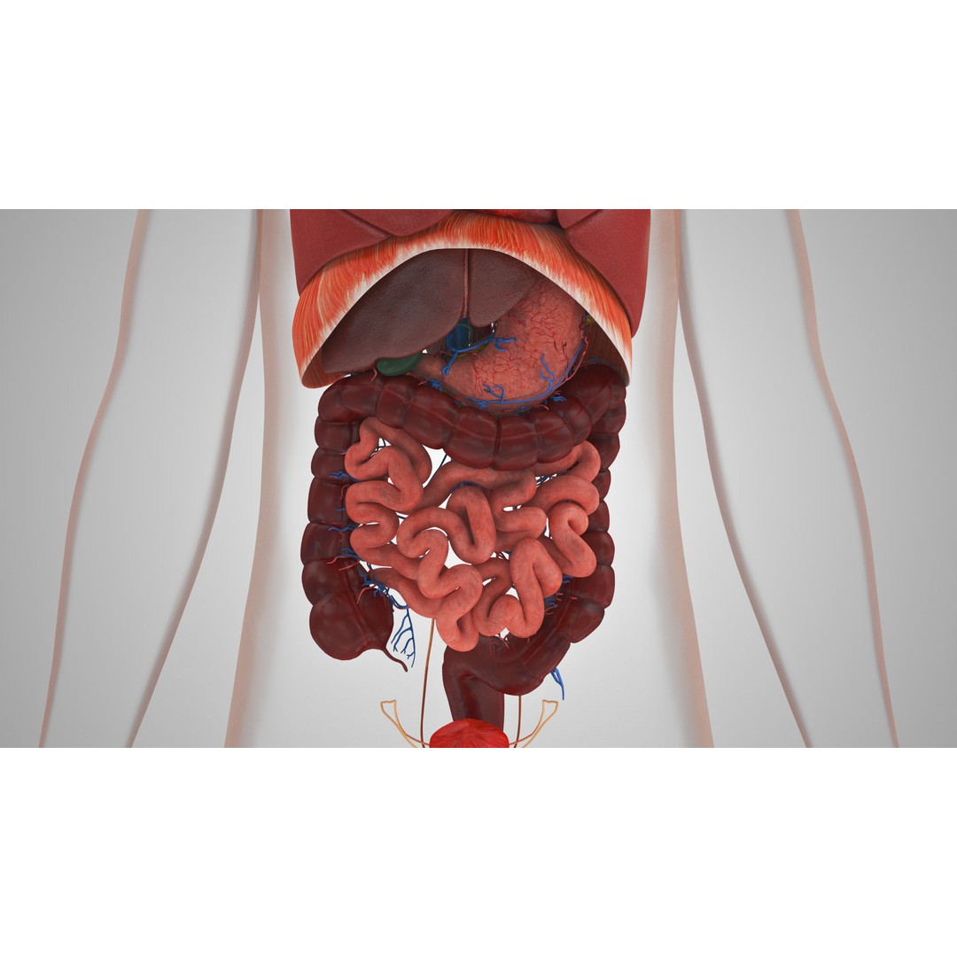 Complete Human Organs 3D Model – Low Poly Anatomical Asset, FBX, OBJ - View 5