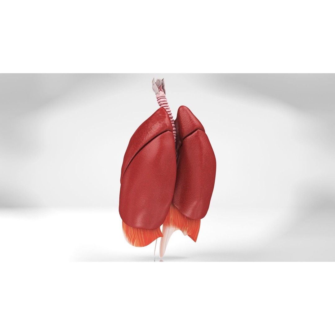Complete Human Organs 3D Model – Low Poly Anatomical Asset, FBX, OBJ - View 54