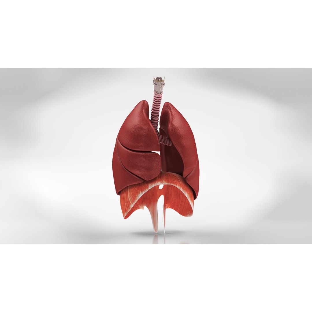 Complete Human Organs 3D Model – Low Poly Anatomical Asset, FBX, OBJ - View 55
