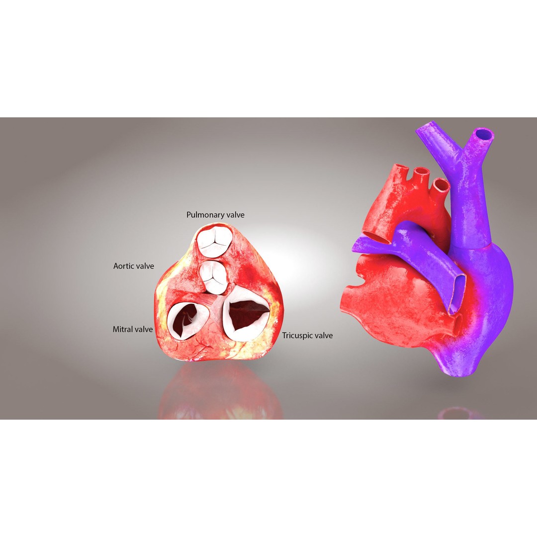 Complete Human Organs 3D Model – Low Poly Anatomical Asset, FBX, OBJ - View 57