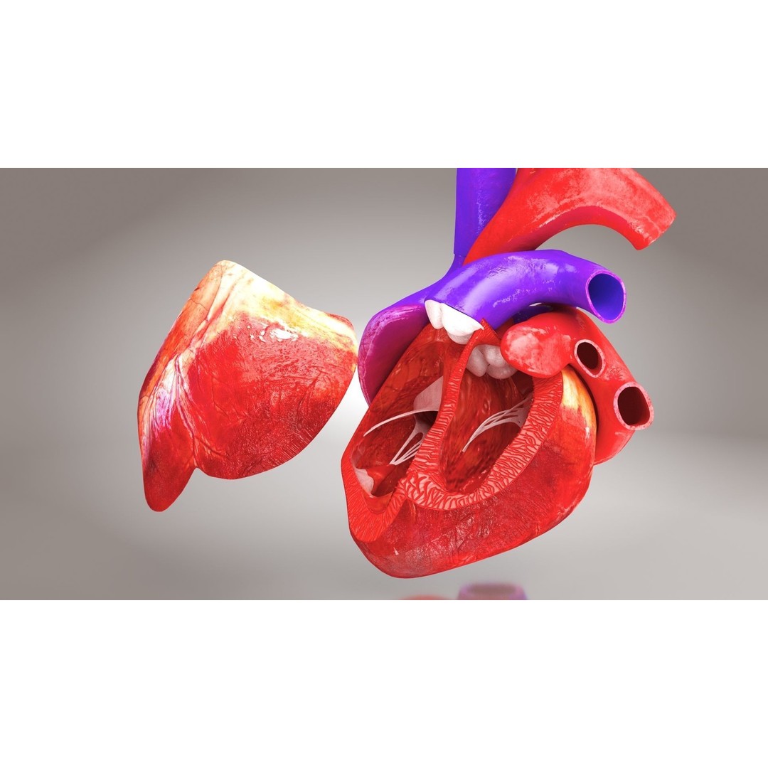 Complete Human Organs 3D Model – Low Poly Anatomical Asset, FBX, OBJ - View 59