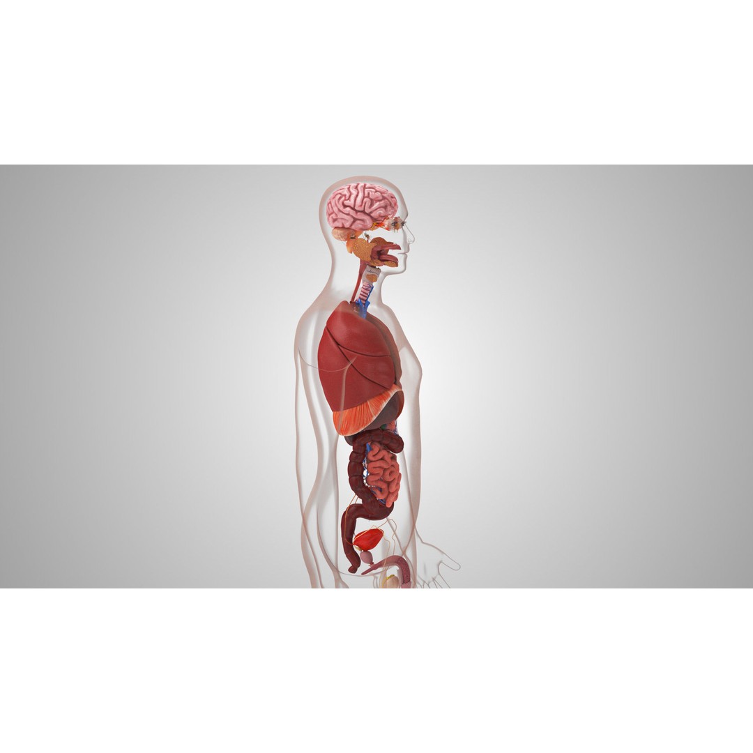 Complete Human Organs 3D Model – Low Poly Anatomical Asset, FBX, OBJ - View 6