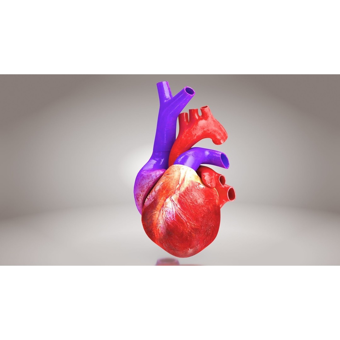 Complete Human Organs 3D Model – Low Poly Anatomical Asset, FBX, OBJ - View 61
