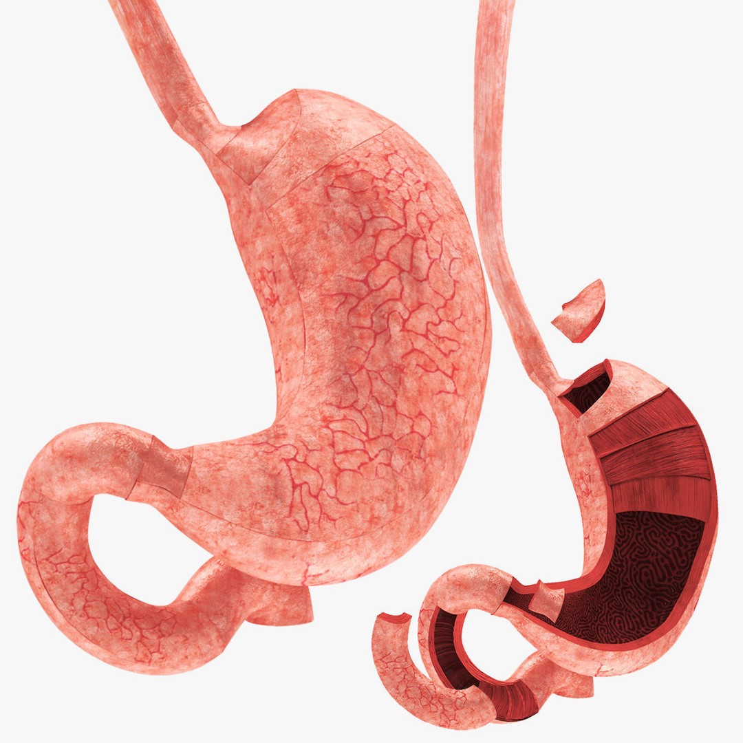 Complete Human Organs 3D Model – Low Poly Anatomical Asset, FBX, OBJ - View 62