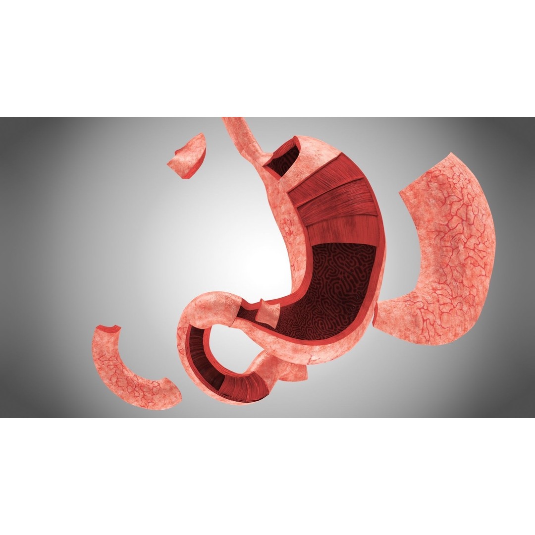 Complete Human Organs 3D Model – Low Poly Anatomical Asset, FBX, OBJ - View 68