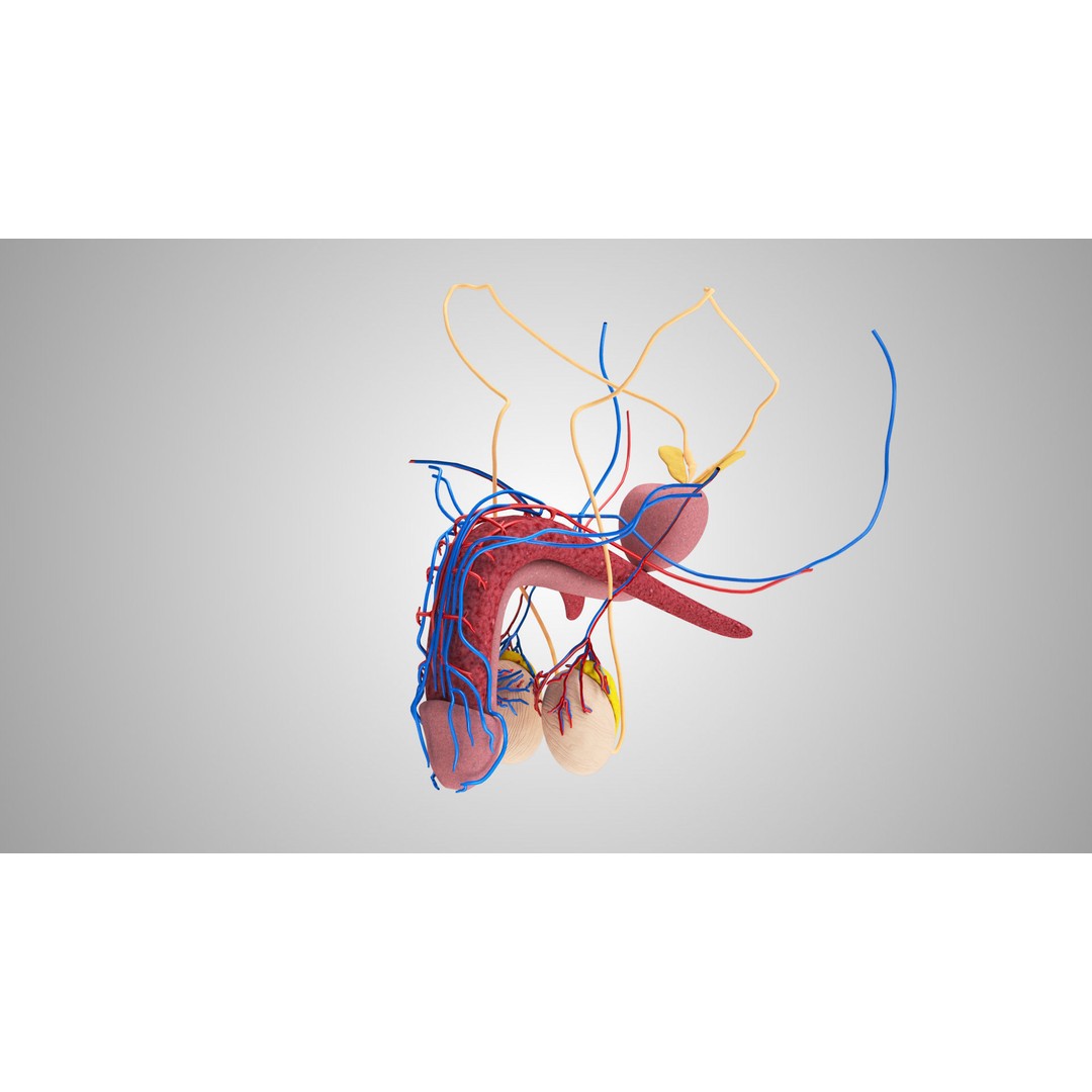 Complete Human Organs 3D Model – Low Poly Anatomical Asset, FBX, OBJ - View 69