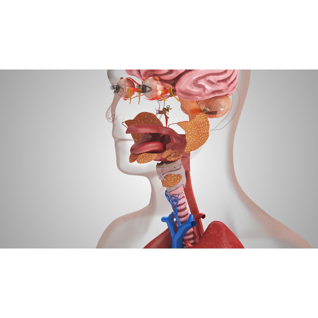 Complete Human Organs 3D Model – Low Poly Anatomical Asset, FBX, OBJ - View 7