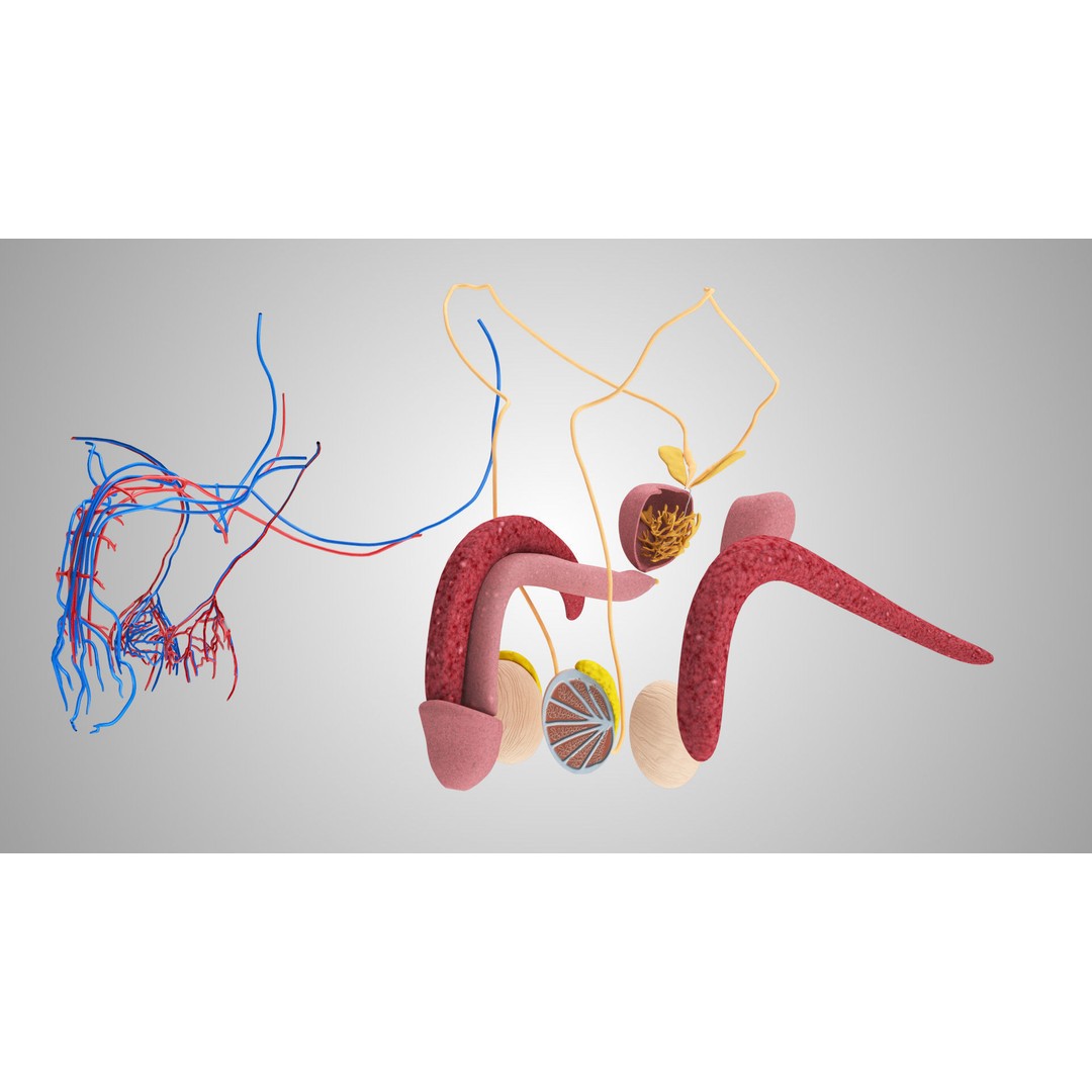 Complete Human Organs 3D Model – Low Poly Anatomical Asset, FBX, OBJ - View 71