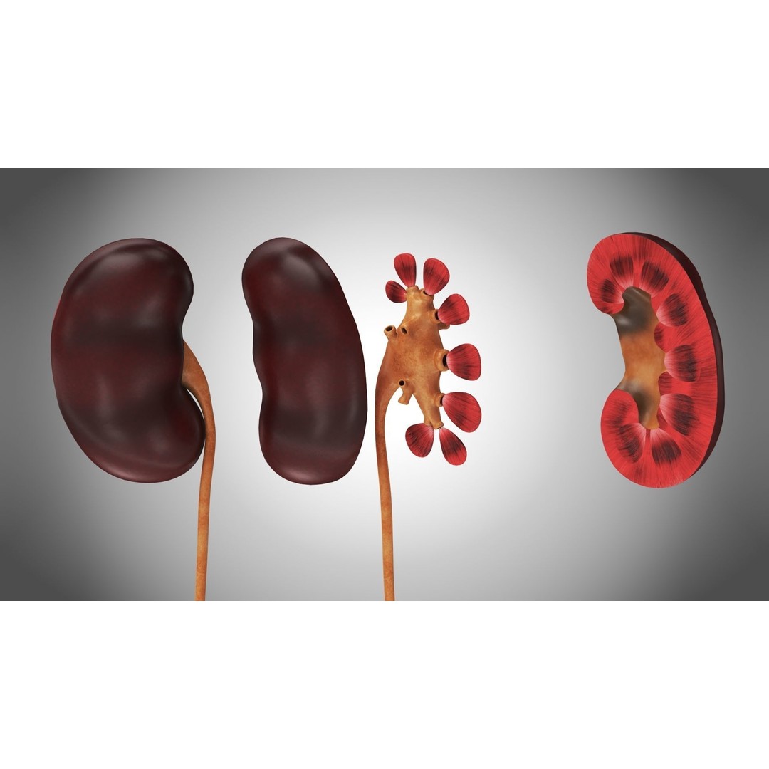 Complete Human Organs 3D Model – Low Poly Anatomical Asset, FBX, OBJ - View 72