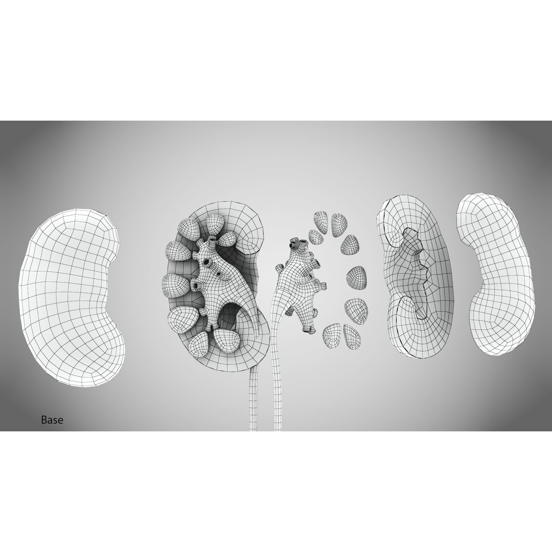 Complete Human Organs 3D Model – Low Poly Anatomical Asset, FBX, OBJ - View 74