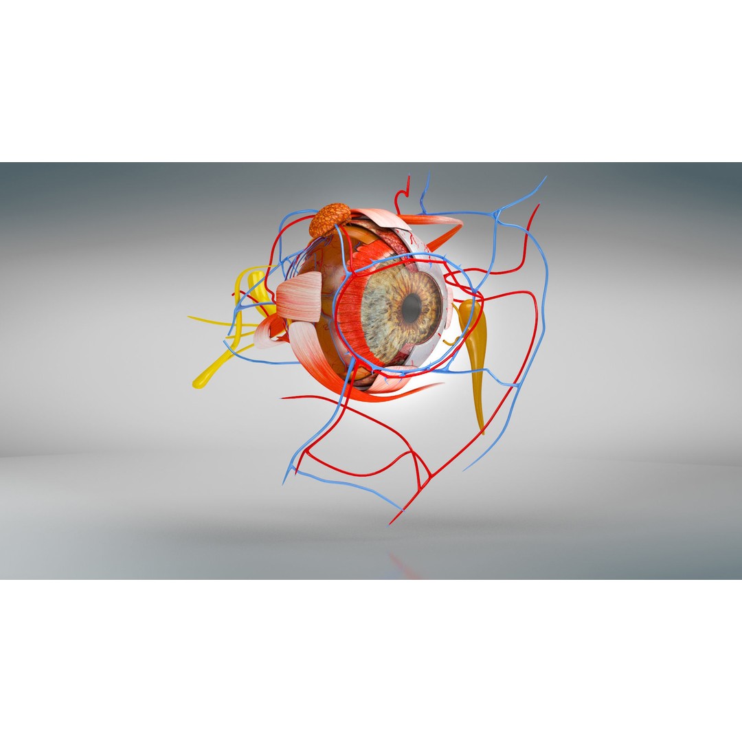 Complete Human Organs 3D Model – Low Poly Anatomical Asset, FBX, OBJ - View 77