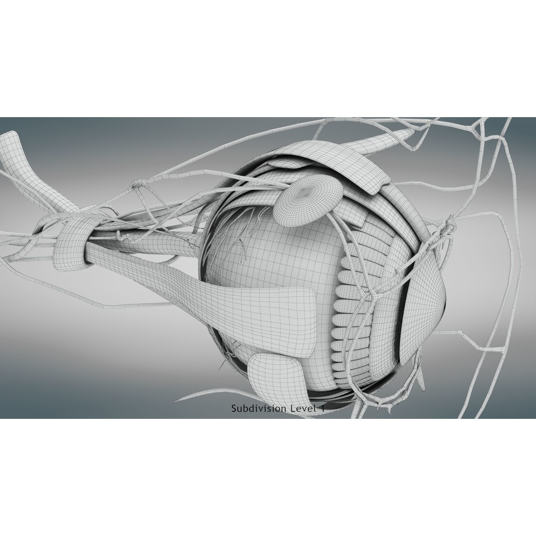 Complete Human Organs 3D Model – Low Poly Anatomical Asset, FBX, OBJ - View 79
