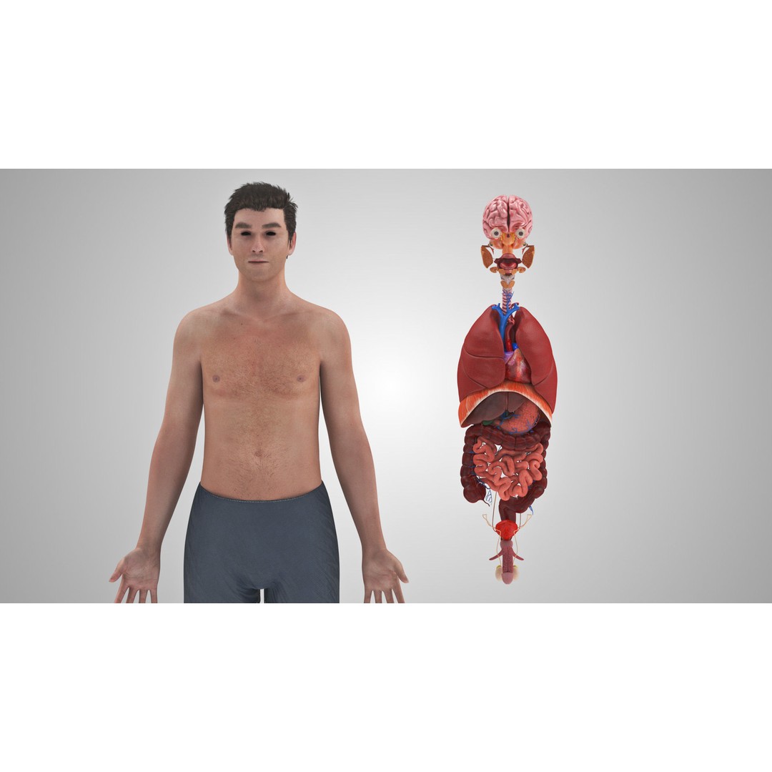 Complete Human Organs 3D Model – Low Poly Anatomical Asset, FBX, OBJ - View 8
