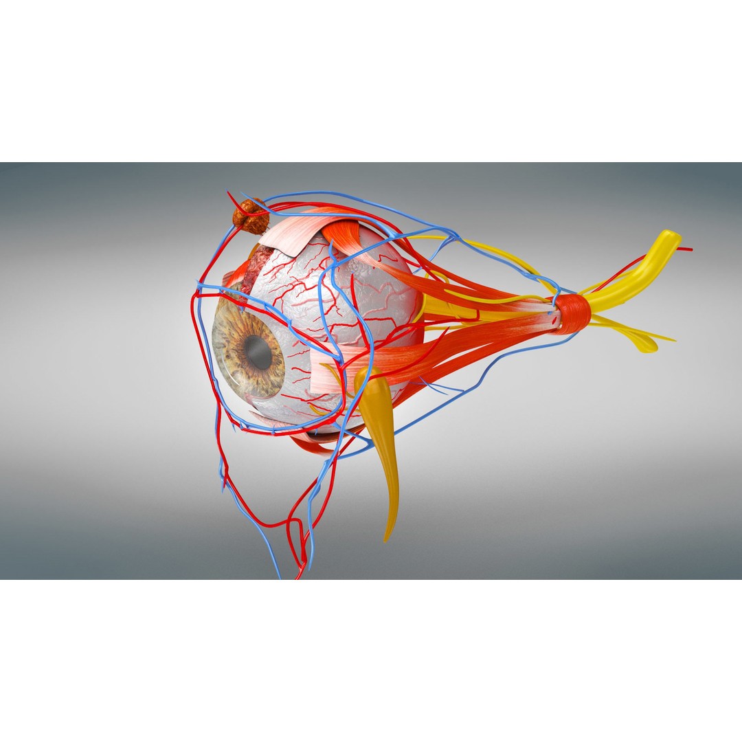 Complete Human Organs 3D Model – Low Poly Anatomical Asset, FBX, OBJ - View 84