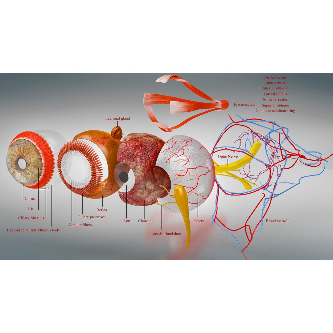 Complete Human Organs 3D Model – Low Poly Anatomical Asset, FBX, OBJ - View 86