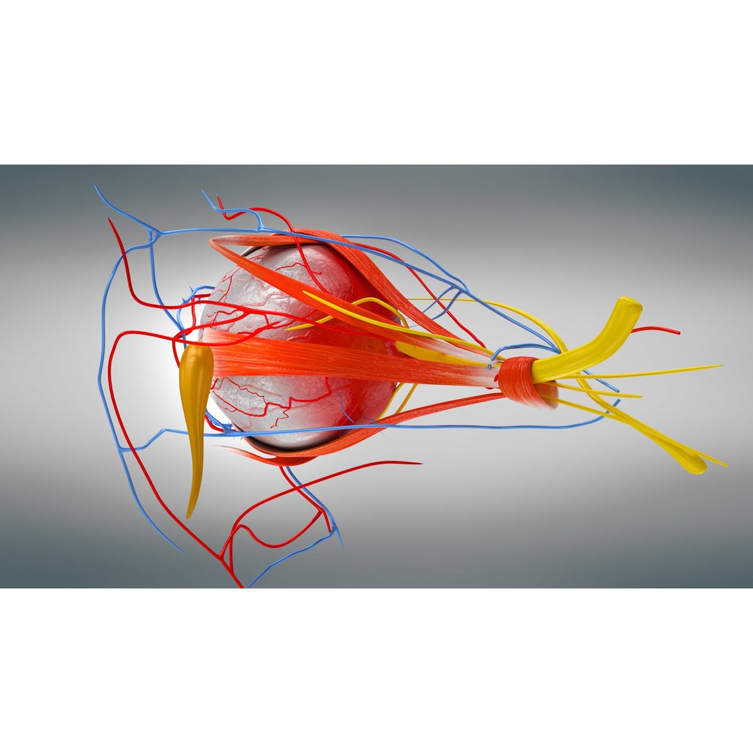 Complete Human Organs 3D Model – Low Poly Anatomical Asset, FBX, OBJ - View 87