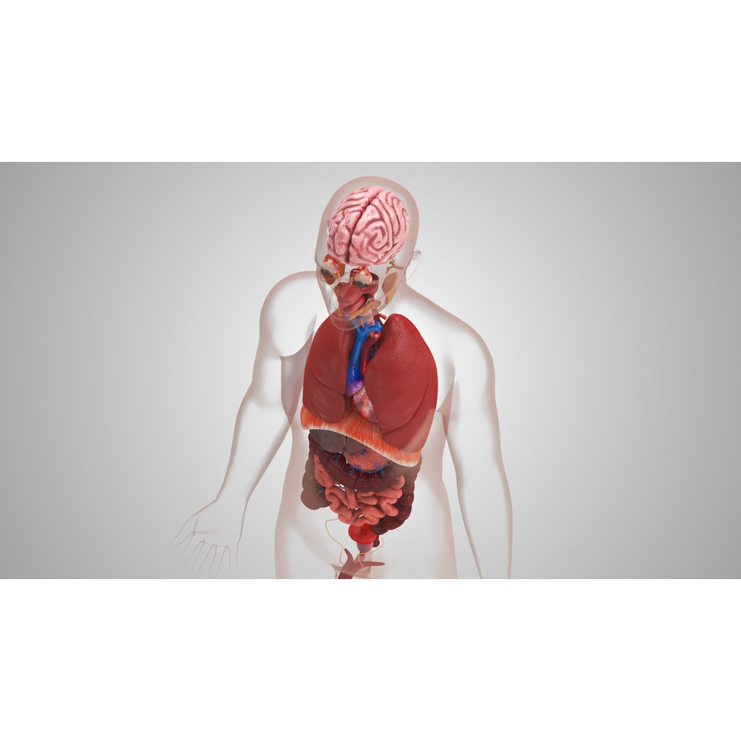 Complete Human Organs 3D Model – Low Poly Anatomical Asset, FBX, OBJ - View 9