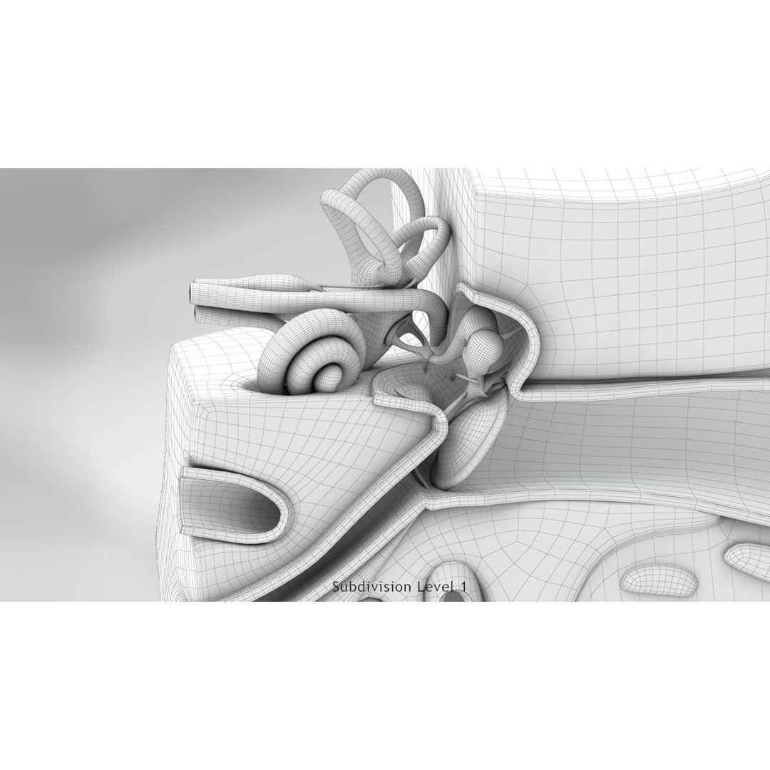 Complete Human Organs 3D Model – Low Poly Anatomical Asset, FBX, OBJ - View 94