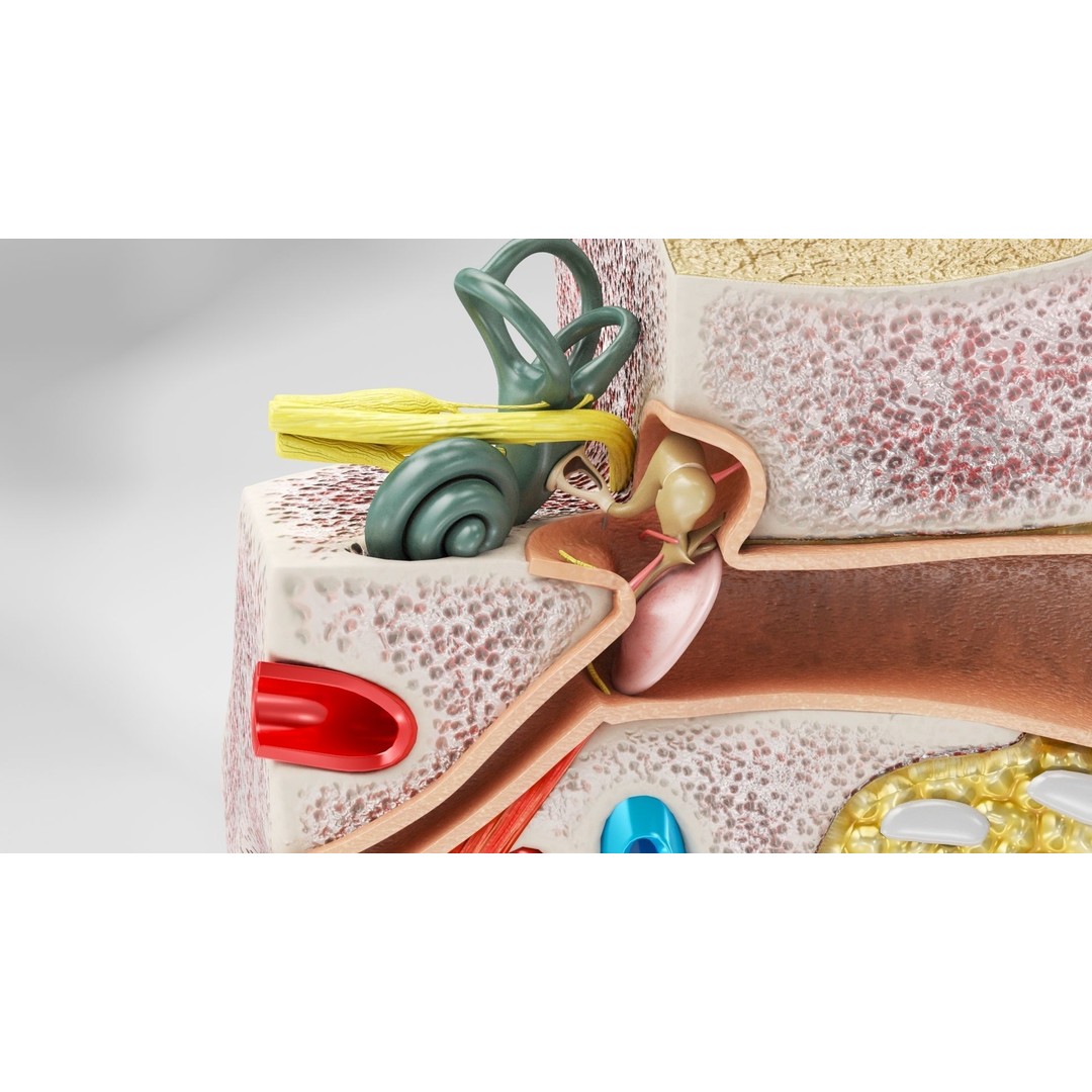 Complete Human Organs 3D Model – Low Poly Anatomical Asset, FBX, OBJ - View 97